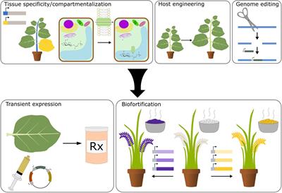 Frontiers | Utilizing Plant Synthetic Biology To Improve Human Health ...